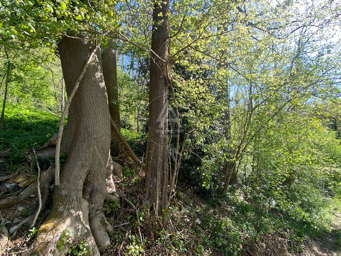 Bois – Pont-Audemer à pied