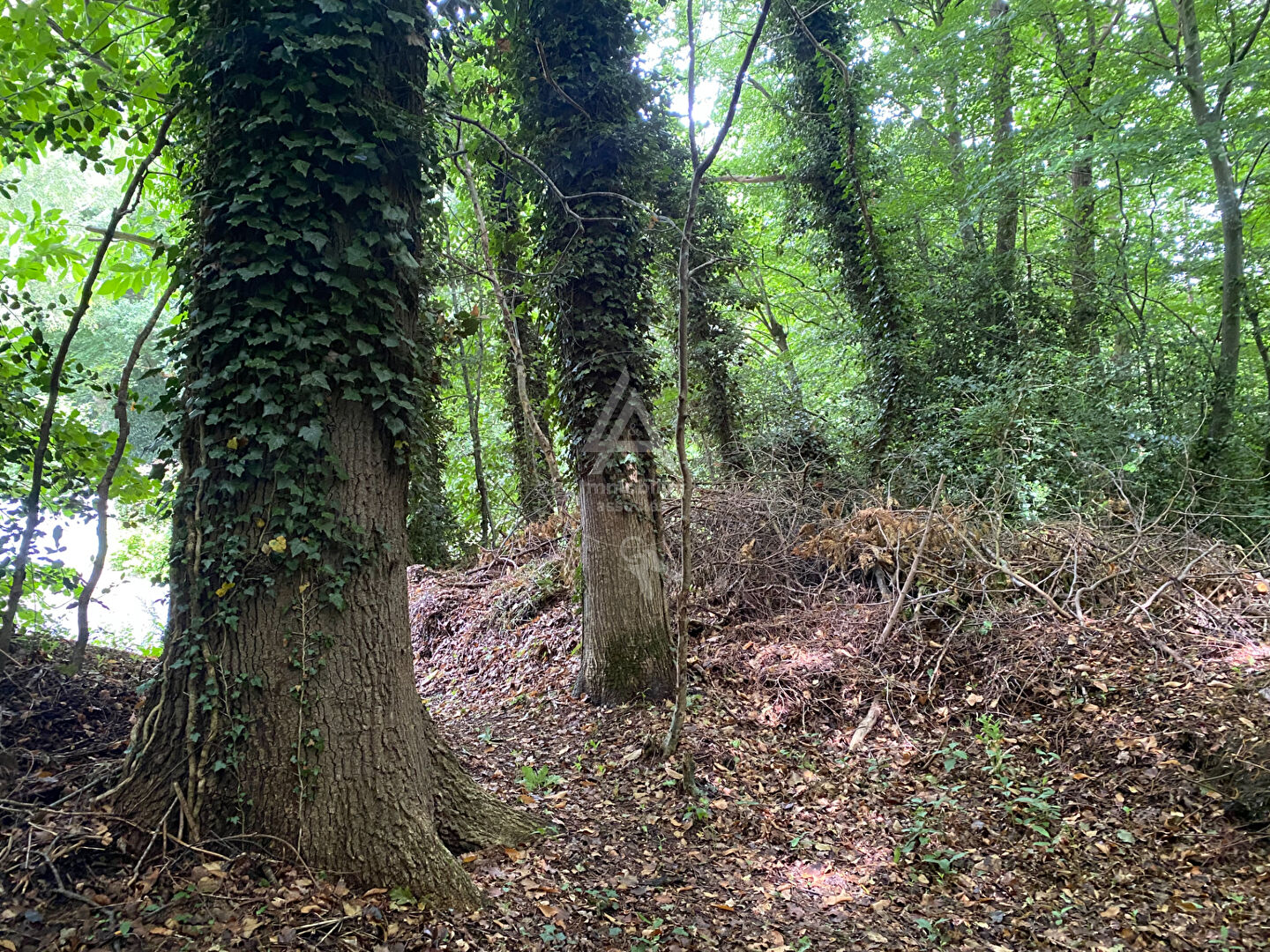 Bois à PONT-AUDEMER