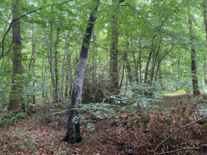 Bois à PONT-AUDEMER